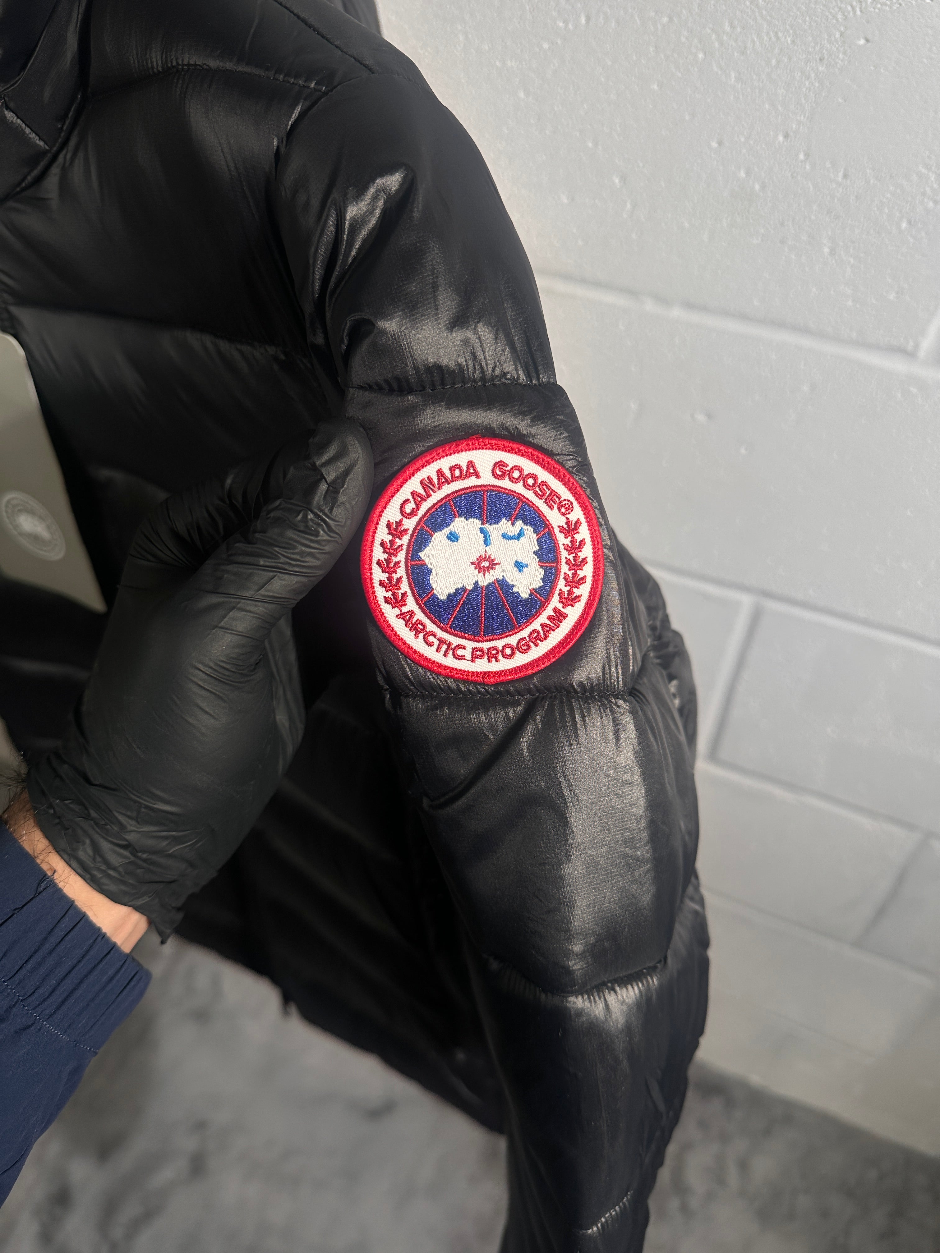 Canada goose hybrige black